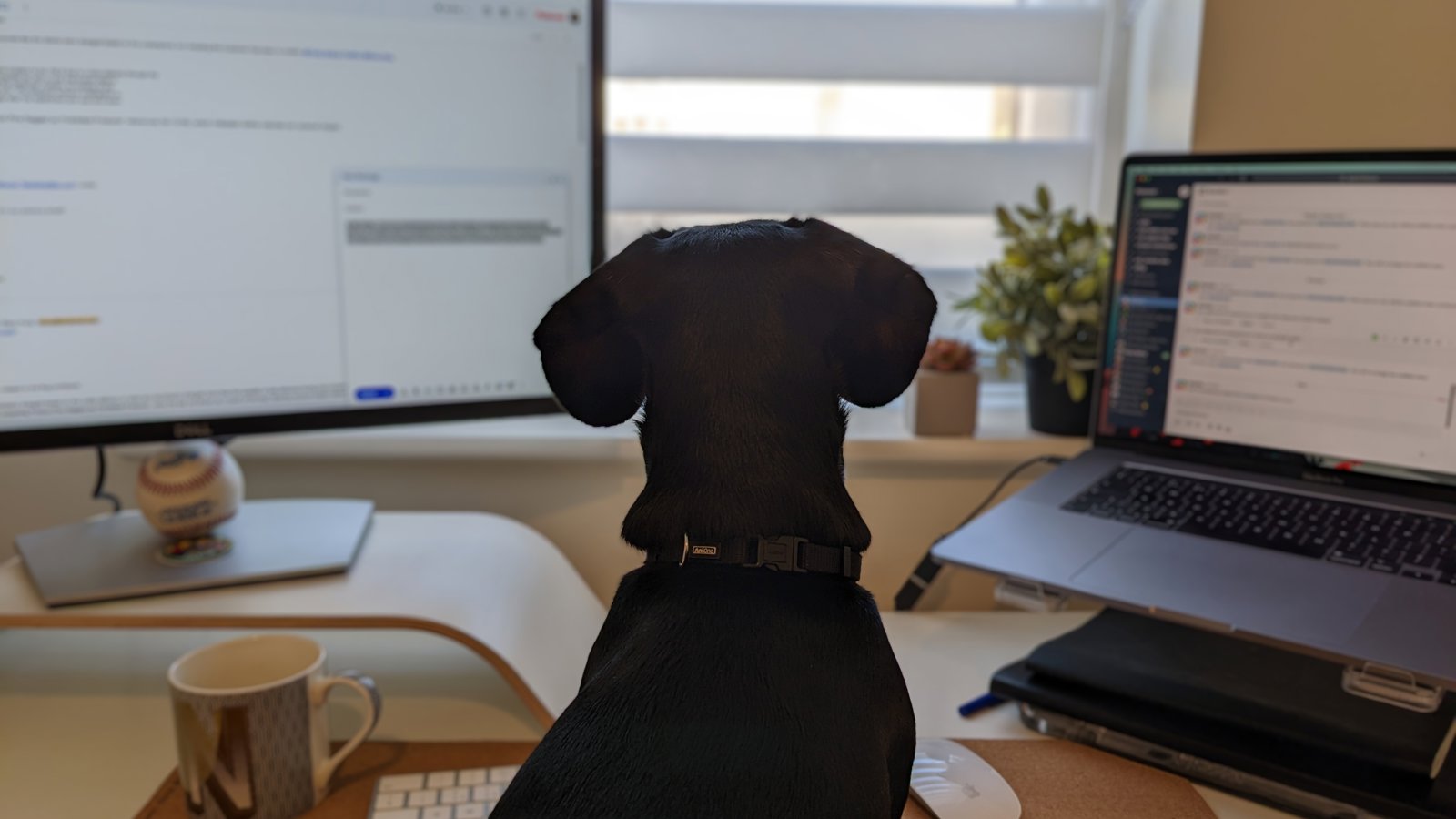 a dog sitting in front of a computer
