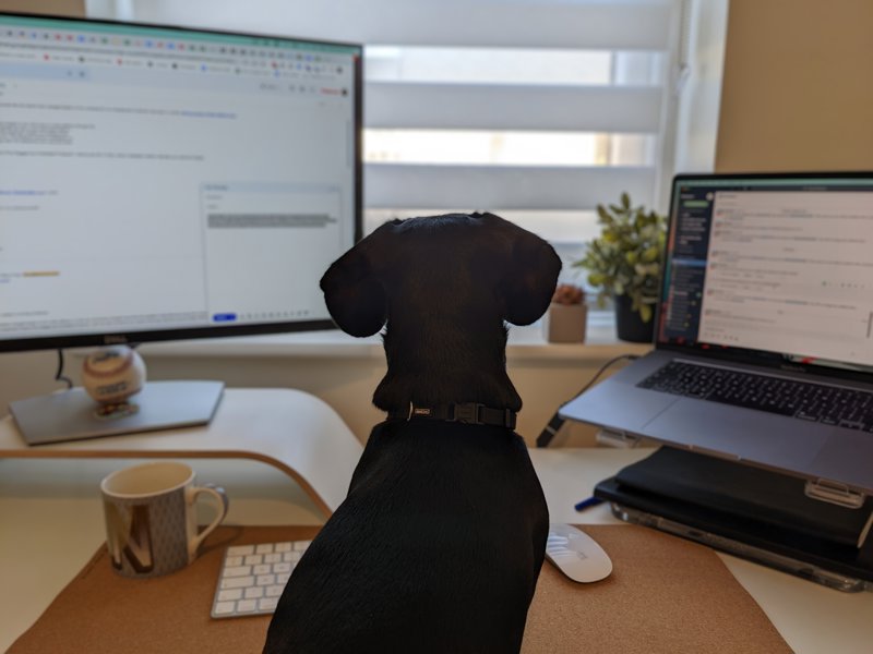 a dog sitting in front of a computer